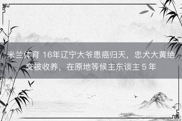 米兰体育 16年辽宁大爷患癌归天，忠犬大黄绝交被收养，在原地等候主东谈主５年